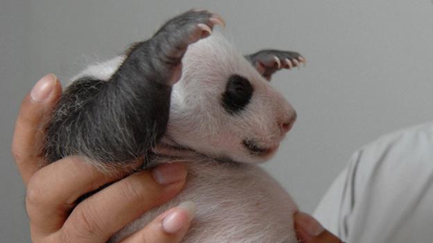 Panda cub