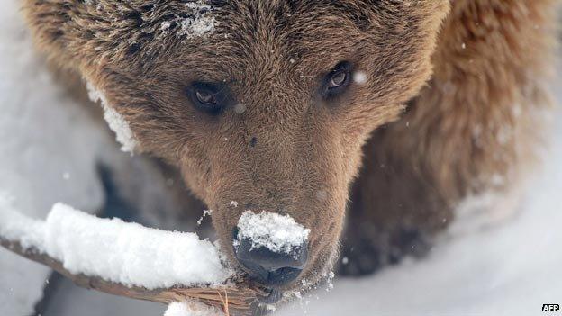 Brown bear