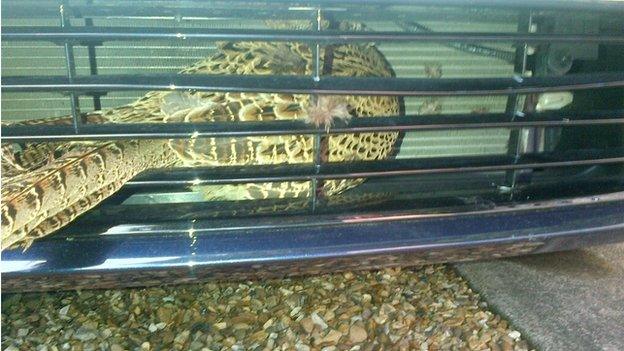 Pheasant trapped inside a car grille