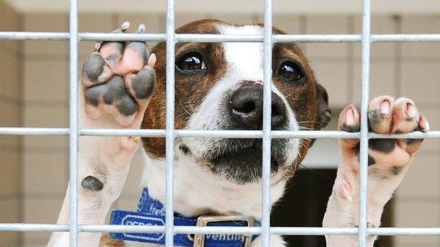 Dog at an RSPCA centre.