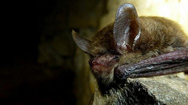 Northern long-eared bat with visible signs of WNS (Image: NPS/Steven Thomas)