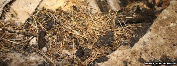 Bat bones in a cave (Image: USFWS/Ann Froschauer)