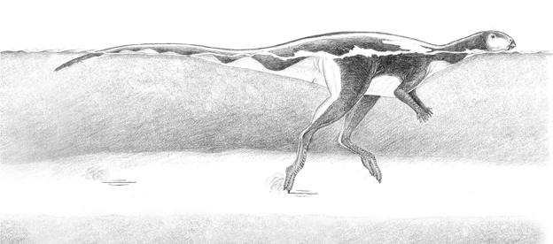 A drawing by Anthony Romilio of dinosaur swimming at Lark Quarry