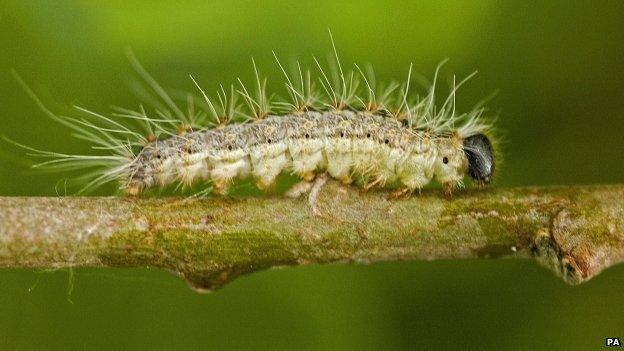 Oak processionary moth caterpillar