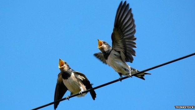 Swallows on a wire