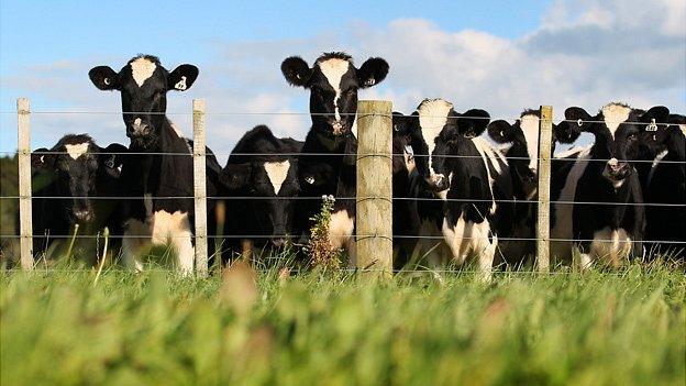 Cows watching us over a fence