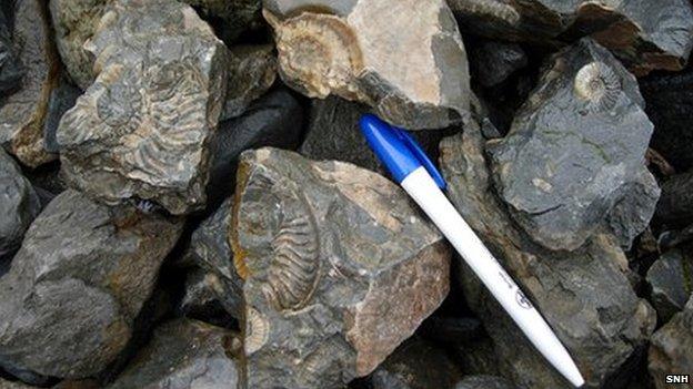 Smashed fossils on Skye