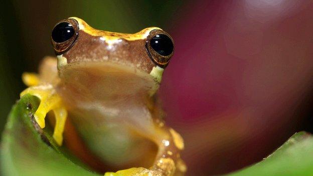 Hourglass tree frog