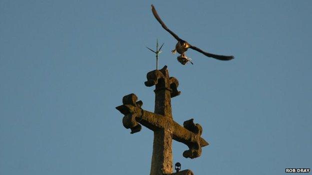 Peregrine falcon over Lincoln Cathedral