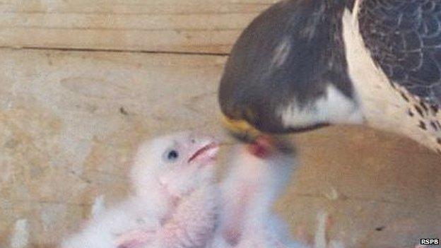 Peregrine falcon chicks at Lincoln Cathedral