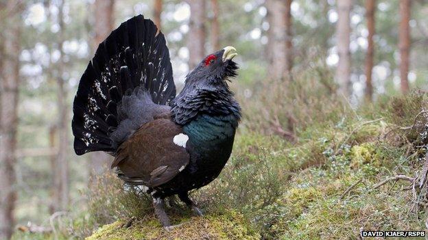 Capercaillie