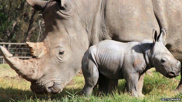 Rhino with baby rhino