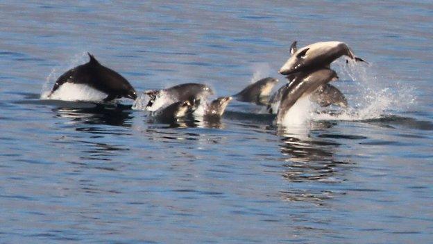 Bottlenose dolphins