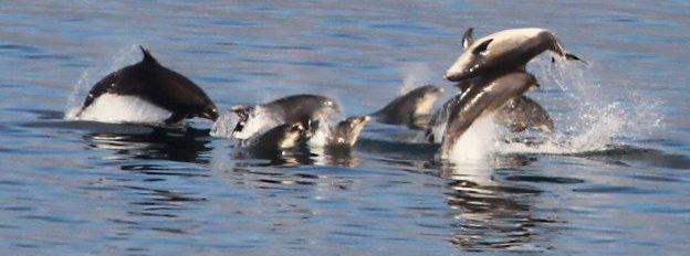 Bottlenose dolphins off the Isle of Ma coast