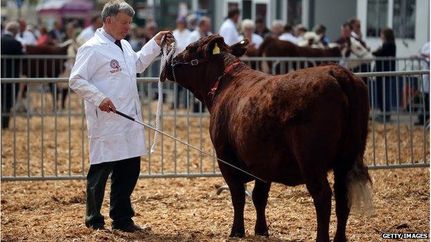 Cattle at Bath and West Show, May 2013