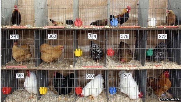 Chickens competition, Bath and West Show