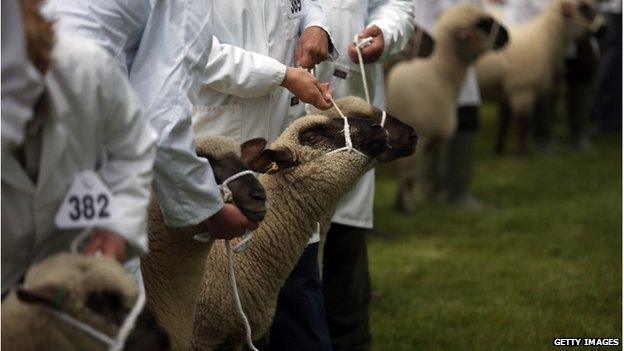 Sheep at Royal Bath and West Show, May 2013