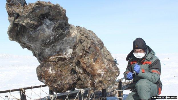 Female mammoth remains found in the Arctic