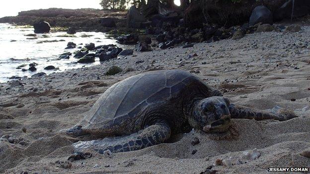 The sea turtle, Chelonia mydas, on the northern shore of Oahu, Hawaii