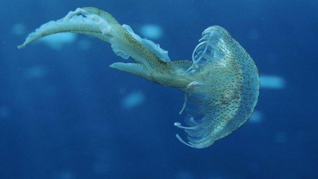 Mauve stinger jellyfish