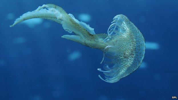 Mauve stinger jellyfish