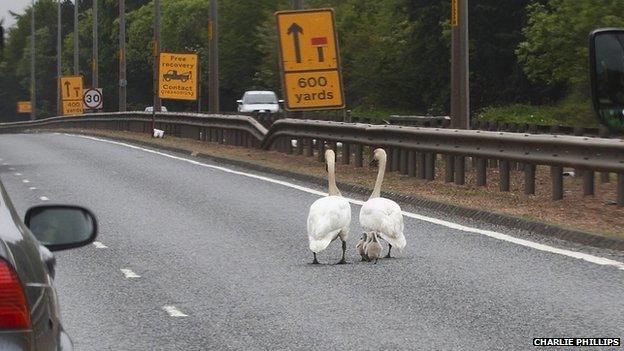 Swans and cygnets