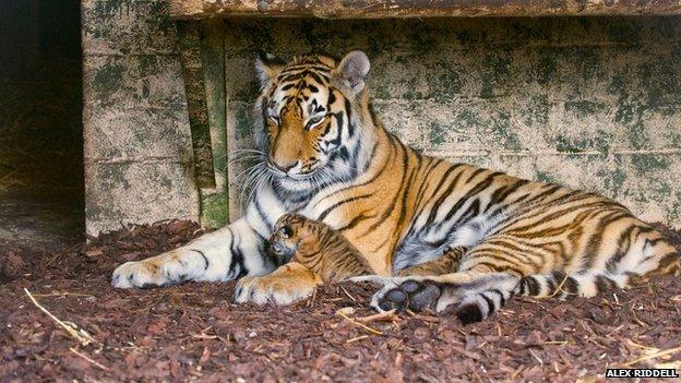 Tiger and cubs