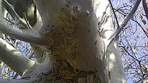 caterpillars on a tree