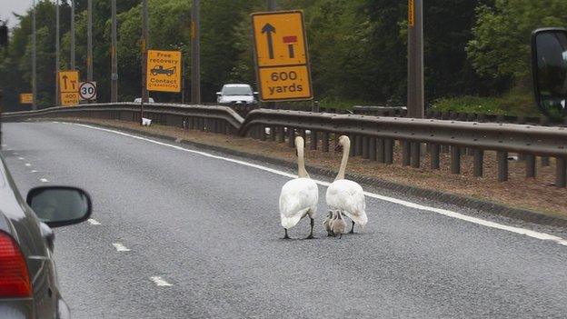 Swans and cygnets