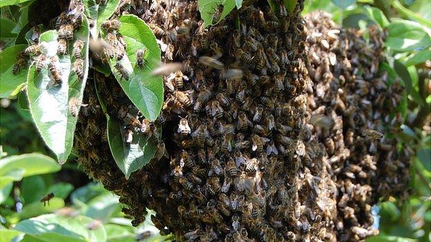 Honeybees in Guernsey