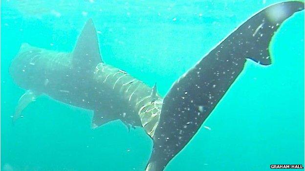 Basking shark off the Manx coast 2013