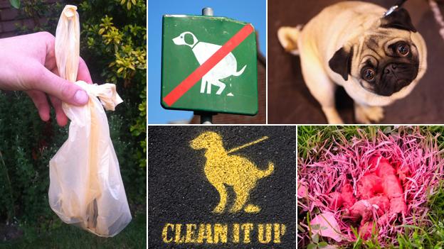 Composite pictures including a dog poo bag, a "clean it up" sign, and a guilty looking dog