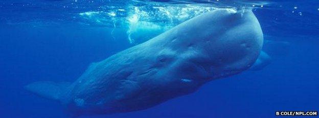 Sperm whale