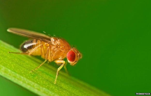 Fruit fly
