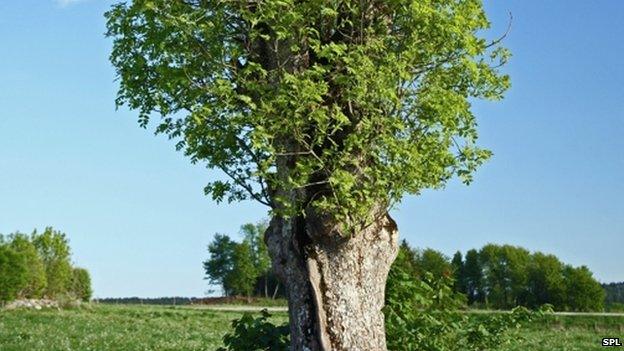 Ash tree