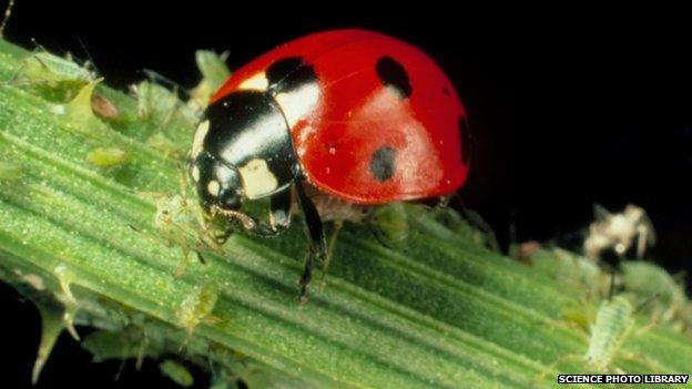 Seven-spotted ladybird eating an aphid.