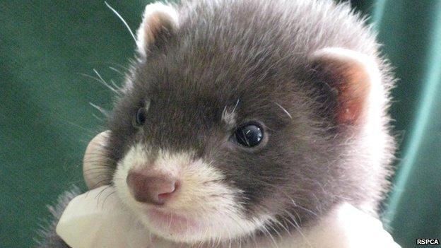 Baby polecat rescued by RSPCA