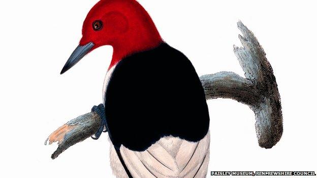 Red headed woodpecker courtesy of Paisley Museum, Renfrewshire council