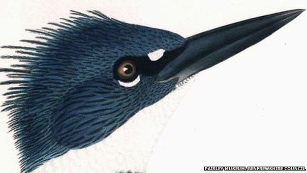 Kingfisher courtesy of Paisley Museum, Renfrewshire council