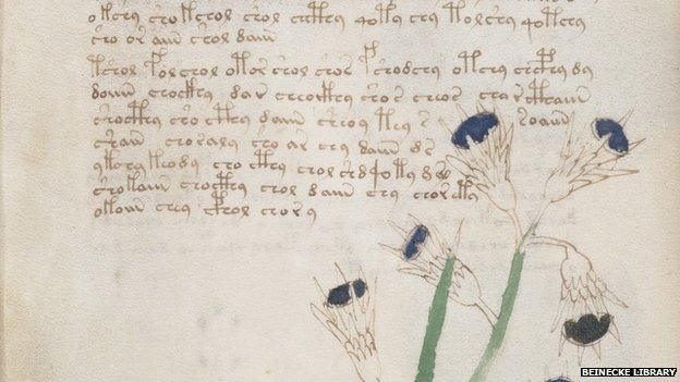 Voynich Manuscript - detail