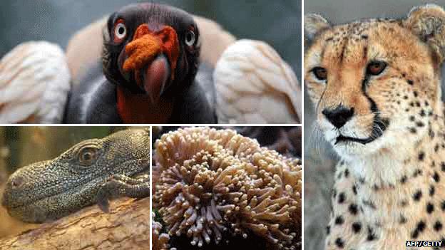 King vulture, monitor lizard, coral and cheetah