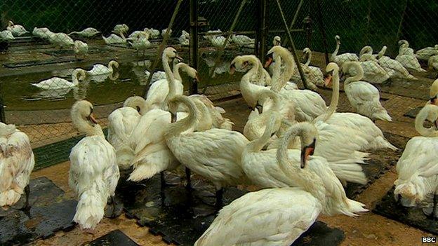 Swans rescued from oil spill