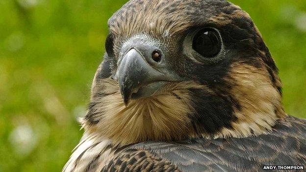 Norwich Cathedral peregrine falcon T4