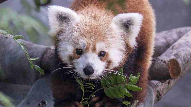 Red panda Rusty