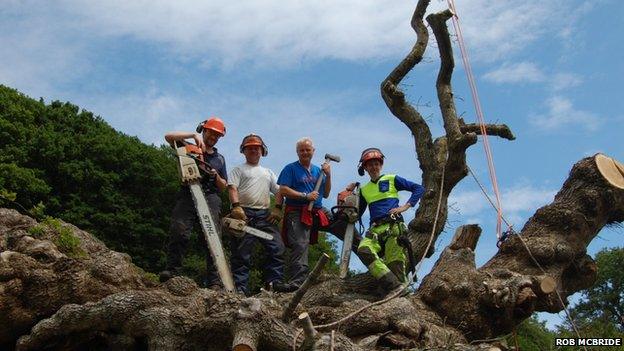 Part of the Pontfadog Oak being cut up before removal