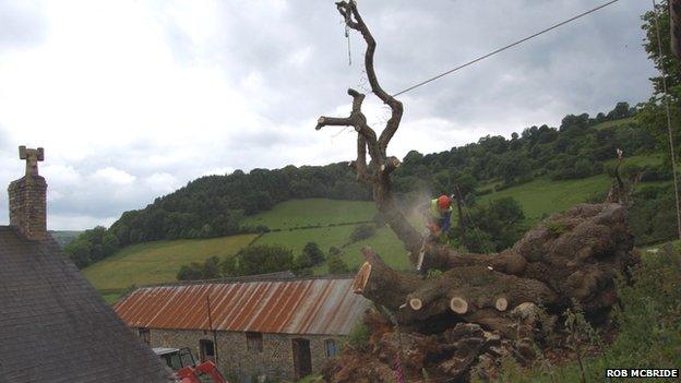 The tree was pulled off the house on which it had been lying for more than two months