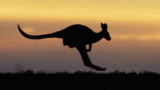 Silhouette of a kangaroo