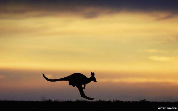 Silhouette of a kangaroo