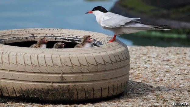 Common tern nest in a tyre at Preston Marina