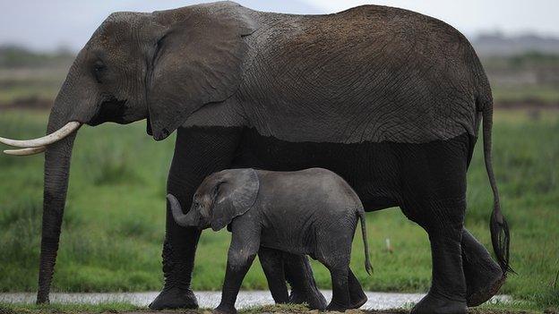 Mother and baby elephant